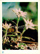 Carpathian Mountains - Karpaty - Flower Of Love Edelweiss - 1962 - Ukraine USSR - Unused - Ukraine
