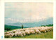 Carpathian Mountains - Karpaty - On Pasture - Sheep - 1962 - Ukraine USSR - Unused - Ukraine