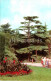 Nikitsky Botanical Garden - Cedar Of Lebanon - Cedrus Libani - Crimea - 1974 - Ukraine USSR - Unused - Ukraine