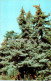 Nikitsky Botanical Garden - Spanish Fir - Abies Pinsapo - Crimea - 1974 - Ukraine USSR - Unused - Ukraine