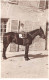 19 - N°91380 - ARGENTAT - Enfant à Cheval - Carte Photo Lux - Argentat