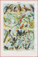 Oiseau. Rapace, Perroquet Et Autres. Oiseaux Utiles Et Nichoirs. Illustration Millot. Larousse 1948. - Historical Documents