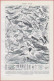 Oiseau. Rapace, Perroquet Et Autres. Oiseaux Utiles Et Nichoirs. Illustration Millot. Larousse 1948. - Historical Documents