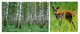 Bryansk - In The Forest - Animals - Deer - 1980 - Russia USSR - Unused - Russland