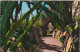 MO 15- JARDIN EXOTIQUE DE MONACO - L' ALLEE DES CEREUS - CARTE  COULEURS - 2 SCANS  - Jardin Exotique