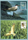 Carte Maximum 1995 - Série Les Oiseaux De John J. Audubon - YT 2929 à YT 2932 - Pigeon, Aigrette, Sterne, Buse - Paris - 1990-1999