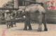 NE 12- SAIGON - LE PETIT ELEPHANT DU JARDIN BOTANIQUE  - 2 SCANS - Vietnam