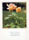 FIORI Vintage Cartolina CPSM #PAS181.A - Flowers