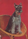 CANE Animale Vintage Cartolina CPSM #PAN889.A - Perros