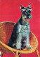 CANE Animale Vintage Cartolina CPSM #PAN889.A - Dogs