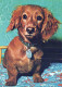 HUND Tier Vintage Ansichtskarte Postkarte CPSM #PAN801.A - Dogs