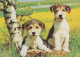 CANE Animale Vintage Cartolina CPSM #PAN654.A - Dogs