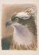 VOGEL Tier Vintage Ansichtskarte Postkarte CPSM #PAN306.A - Vogels