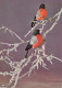 UCCELLO Animale Vintage Cartolina CPSM #PAM928.A - Vogels