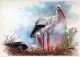 OISEAU Animaux Vintage Carte Postale CPSM #PAM699.A - Birds