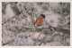 VOGEL Tier Vintage Ansichtskarte Postkarte CPSM #PAM655.A - Birds