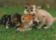 CAT KITTY Animals Vintage Postcard CPSM #PAM526.A - Gatos