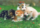CAT KITTY Animals Vintage Postcard CPSM #PAM526.A - Chats