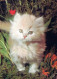 KATZE MIEZEKATZE Tier Vintage Ansichtskarte Postkarte CPSM #PAM485.A - Chats
