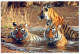 TIGER BIG CAT Animals Vintage Postcard CPSM Unposted #PAM031.A - Tigres