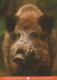 PIGS Tier Vintage Ansichtskarte Postkarte CPSM #PBR783.A - Cochons
