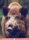 PIGS Tier Vintage Ansichtskarte Postkarte CPSM #PBR783.A - Schweine