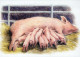 PIGS Animals Vintage Postcard CPSM #PBR759.A - Pigs
