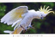 BIRD Animals Vintage Postcard CPSM #PBR384.A - Birds