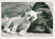 CHAT CHAT Animaux Vintage Carte Postale CPSM #PBR022.A - Chats