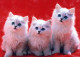CAT KITTY Animals Vintage Postcard CPSM #PBQ928.A - Chats
