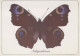 FARFALLA Animale Vintage Cartolina CPSM #PBS462.A - Butterflies