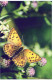 PAPILLONS Animaux Vintage Carte Postale CPSM #PBS468.A - Papillons