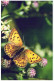 PAPILLONS Animaux Vintage Carte Postale CPSM #PBS453.A - Schmetterlinge