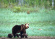 OSO Animales Vintage Tarjeta Postal CPSM #PBS381.A - Bears