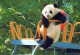 PANDA BEAR Animals Vintage Postcard CPSM #PBS265.A - Bears