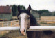 PFERD Tier Vintage Ansichtskarte Postkarte CPSM #PBR898.A - Paarden