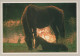 PFERD Tier Vintage Ansichtskarte Postkarte CPSM #PBR878.A - Paarden