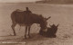 ASINO Animale Vintage CPA Cartolina #PAA229.A - Burros