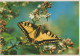 MARIPOSAS Vintage Tarjeta Postal CPSM #PBZ915.A - Butterflies