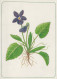 FLOWERS Vintage Ansichtskarte Postkarte CPSM #PAR494.DE - Flowers