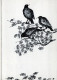 VOGEL Tier Vintage Ansichtskarte Postkarte CPSM #PAN237.DE - Vögel