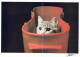 GATO GATITO Animales Vintage Tarjeta Postal CPSM Unposted #PAM359.ES - Chats