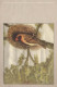 VOGEL Tier Vintage Ansichtskarte Postkarte CPA #PKE804.DE - Vögel