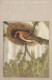 VOGEL Tier Vintage Ansichtskarte Postkarte CPA #PKE804.DE - Vogels