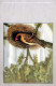VOGEL Tier Vintage Ansichtskarte Postkarte CPA #PKE804.DE - Uccelli