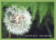 FLOWERS Vintage Ansichtskarte Postkarte CPSM #PBZ682.DE - Bloemen