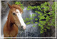 PFERD Tier Vintage Ansichtskarte Postkarte CPSM #PBR957.DE - Chevaux