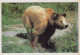 GEBÄREN Tier Vintage Ansichtskarte Postkarte CPSM #PBS343.DE - Ours