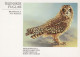 OISEAU Animaux Vintage Carte Postale CPSM #PAN112.FR - Vogels