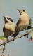 PÁJARO Animales Vintage Tarjeta Postal CPA #PKE802.ES - Oiseaux